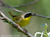 Paruline Masque Mle - Male Common Yellowthroat