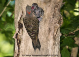 Pic Flamboyant Femelle avec Juvnile - Female Nothern Flicker with Juveniles