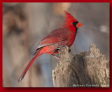 Cardinal Rouge Mâle - Male Northern Cardinal