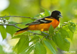 Oriole du Nord Mâle - Male Norther Oriole