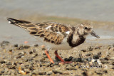 Arenaria interpres - Ruddy Turnstone