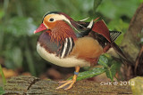 Aix galericulata - Mandarin Duck
