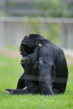 20100502 - Southwicks Wild Animal Park - 184.jpg