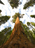Yosemite Sequoia47.jpg