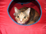 Snickers in Tent 4992.JPG