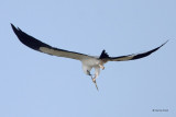 Swallow-tailed Kite