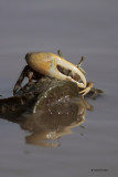 Fiddler Crab