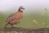 Northern Bobwhite