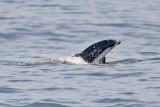 Pacific White-sided Dolphin