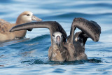 Black-footed Albatross