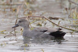 Gadwall