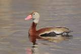 Black-bellied Whistling Duck