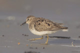 Least Sandpiper
