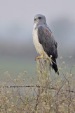 White-tailed Hawk