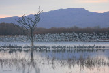 Snow Geese Liftoff and Sandhill Cranes
