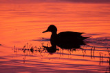 Northern Pintail