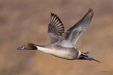 Northern Pintail
