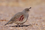 Gambels Quail