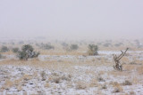 Snowfall in Desert Scrub