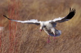 Snow Goose