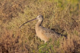 Long-billed Curlew