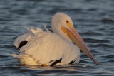 American White Pelican