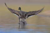 Northern Pintail