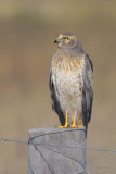 Northern Harrier