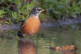 American Robin