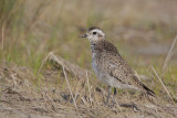 American Golden-Plover