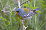 Northern Parula