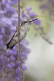 Ruby-throated Hummingbird Guarding Wisteria