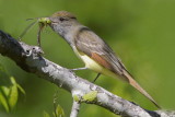Great Crested Flycatcher with Dragonfly