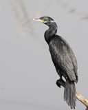Img_2569_NeoTropCormorant_8x10x100.jpg