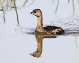 Img_2526_PbGrebe_8x10x100.jpg