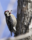 Img_3073_YbelliedSapsucker_8x10x100.jpg