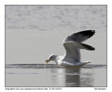 IMG_5173_Ring-billedGull_11x72.jpg