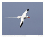 IMG_0971_Red-billTropicbird.jpg