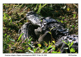 IMG_30325_Alligator_12x72.jpg