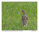 img_2479_EMeadowlark_11x100.jpg