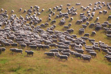 30 million sheep in NZ