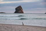 Yellow- eyed penguin