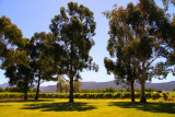 Vineyards at Marlborough