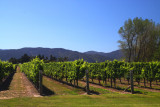 Vineyards at Marlborough