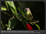 Metallic-winged_Sunbird-IMG_8278.jpg