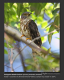 Philippine_Hawk-Cuckoo-IMG_3608.jpg