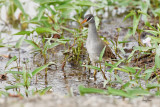 White-browed_Crake -IMG_9942-1500x1000.jpg