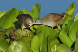 White-browed_ Crake-IMG_0939-1500x1000.jpg