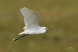 Little Egret (Egretta garzetta, migrant)
Habitat - Coastal marsh and tidal flats to ricefields.
Shooting Info - Candaba wetlands, Pampanga, January 13, 2010, 7D + 400 2.8 IS + Canon 1.4x TC,
560 mm, f/5.6, ISO 400, 1/3200 sec, 475B/3421 support, manual exposure in available light