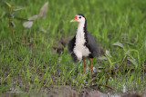 White-breasted Waterhen (Amaurornis phoenicurus, resident) 

Habitat - Wetter areas - grasslands, marshes and mangroves 

Shooting Info - Candaba wetlands, Pampanga, January 13, 2010, 7D + 500 f4 IS, 500 mm, f/4, ISO 3200, 
1/30 sec, Plain Tina bean bag, captured a few minutes after sunset, manual exposure in available light.

